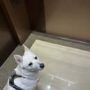 파트라슈반려견학교 이미지