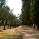 편백나무숲민박 이미지