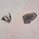 장신휴먼시아3단지 이미지