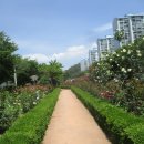 장미정원 이미지