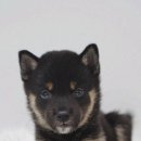 오독안심분양센터 강아지분양 고양이분양 인천점 이미지