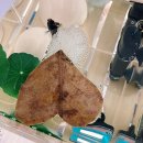 베타키우기 / 룹<b>통</b>2 / 메롱이 <b>이사</b>했음 :3