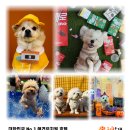 놀러오개(도화점) | 놀러오개 애견유치원 애견호텔 도화점에서의 특별한 반려견 케어 체험😊💕