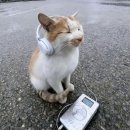 왕초바베큐 - 부평구 시장로 24 | 왕초바베큐