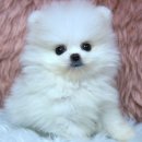 굿타임켄넬 이미지