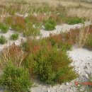 함초농장 이미지