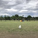 도기온 (doggyon) 이미지