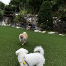 장미 펜션 이미지