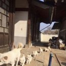 야옹아 멍멍해봐 이미지