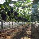 이석구농장 이미지