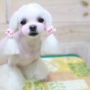 애견미용실 이미지