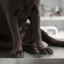 봄강아지 이미지