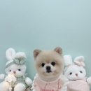 디어마이몽 이미지