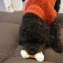 말티스토리 이미지