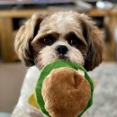 리버동물의료센터 이미지