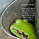 청개구리