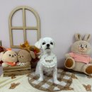 헬로퍼피1 이미지