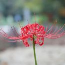 광영큰골길 이미지