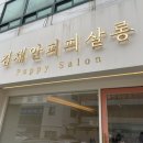 김채안퍼피살롱 이미지