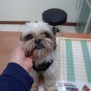 서서울동물병원 이미지