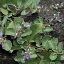 숨비기낭 이미지