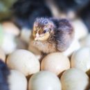 황실 토종닭 이미지