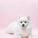 [강아지 사진관 추천] 다산동 사진관, 강아지 증명사진 촬영 후기