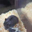 전주 햄스터 이미지