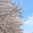 양평체육공원길 | 양평 갈산누리봄 축제 갈산공원 벚꽃 보고 온 후기