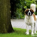 세인트동물병원 이미지