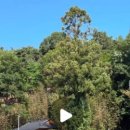 (상하)개화목장 이미지