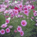 기억되는 날 이미지