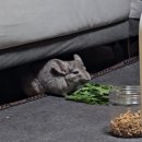 맘편하개 | 결혼식참석/더링크호텔/영국귀국길/에미레이트 환승후기/두바이 공항 라운지/귀국 후 일상/귀국해도...