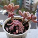 양지슈퍼 Daum카페