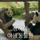 상하이 야생동물원 판다 직관 후기 ㅣ 트립닷컴 예매 팁부터 첸진 아기판다 쌍둥이 대공개!