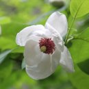 소백산산마루식당 이미지