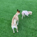 카페몽슈