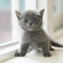 곡성사랑병원 | 곡성고양이무료분양, 확인해볼 체크 포인트