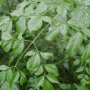 행복나무 이미지