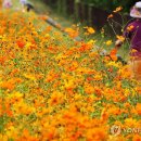 황화농장 이미지