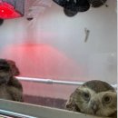 신기부화장 이미지