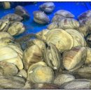 조개정육점 신중동점 이미지