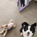 뽀뽀뽀하개 이미지