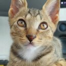 놀러와캣독 이미지