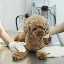 해온동물의료센터 이미지