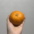 1004마트 | 윈터프린스 감귤, 왜 이렇게 인기일까? 신품종 프리미엄 만감류 직접 먹어본 리얼 후기