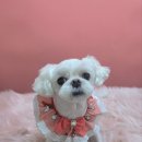 그루머공간 이미지