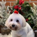 그루밍독 연구소 이미지