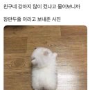 장판 두줄 이미지