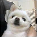 코코샵 이미지